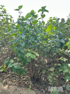 高度150厘米丛生丁香