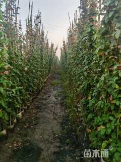 高度200厘米月季