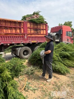 高度250厘米北京桧