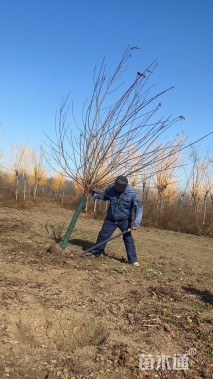 6公分紫叶碧桃