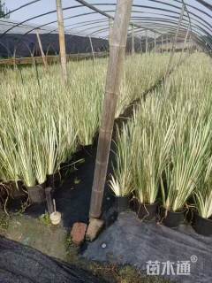 高度25厘米花叶玉蝉花