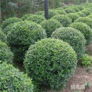 高度180厘米水蜡球