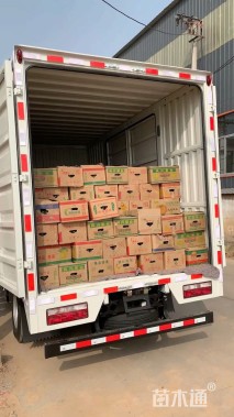 高度40厘米香彩雀