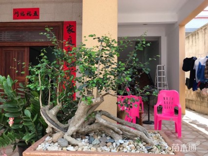 高度500厘米博兰
