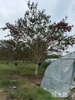 10公分四川红紫薇