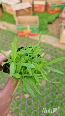 高度15厘米五彩石竹