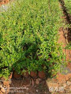 高度50厘米石榴