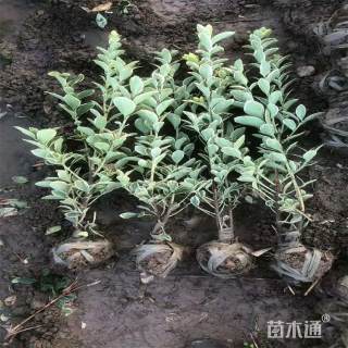 高度60厘米金边黄杨小苗