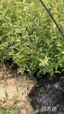 高度35厘米银姬小蜡