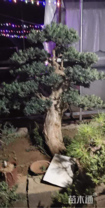 10公分造型台湾罗汉松