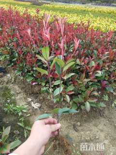 高度30厘米红叶石楠小苗