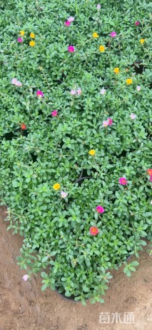 高度15厘米太阳花