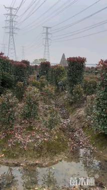 高度250厘米红叶石楠柱