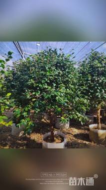 高度150厘米茶花