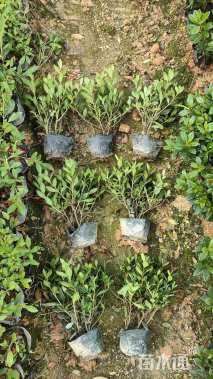 容器苗安酷杜鹃