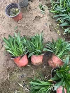 高度20厘米荷兰菊