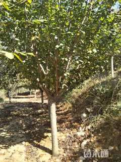 12公分日本晚樱