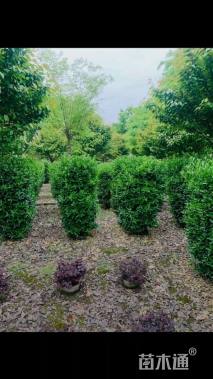 高度150厘米大叶黄杨