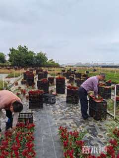 高度20厘米鸡冠花