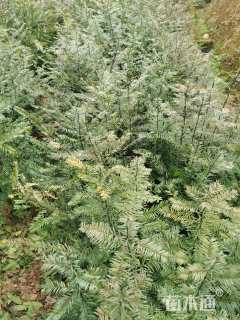 0.4公分南方红豆杉