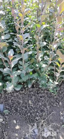 高度40厘米卫矛