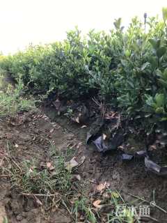 高度30厘米大叶黄杨