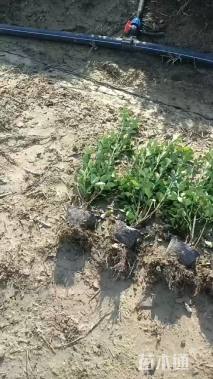 高度40厘米大叶黄杨