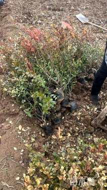 高度40厘米卫矛