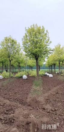 12公分秋紫白蜡