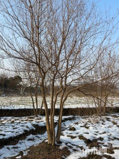 30公分(4杆)丛生乌桕