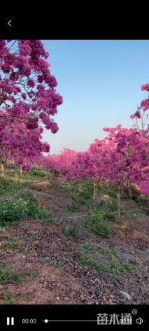 12公分紫花风铃木