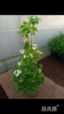 高度80厘米绣球