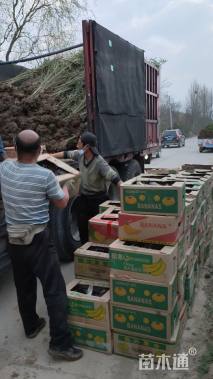 高度20厘米天目琼花