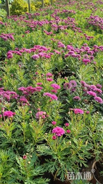 高度20厘米玛格丽特花