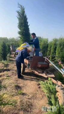 高度200厘米塔柏