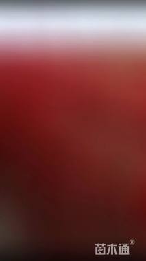 高度100厘米红瑞木