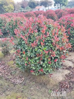 冠幅120厘米红叶石楠球