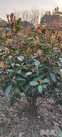 冠幅60厘米红叶石楠球