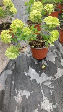 高度30厘米八仙花