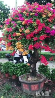 高度200厘米三角梅