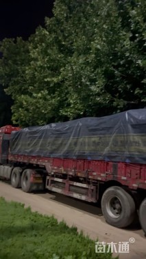 高度11厘米柳叶马鞭草