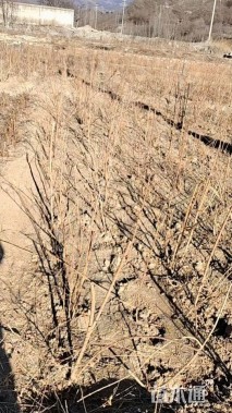 高度100厘米连翘