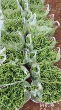 高度30厘米金叶女贞