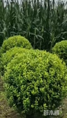冠幅100厘米金叶女贞球