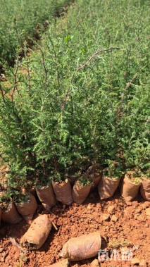 高度20厘米西藏柏木