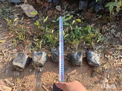 高度20厘米南天竹