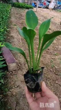 高度20厘米玉簪