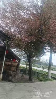 25公分垂丝海棠