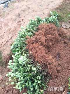 高度30厘米大叶黄杨