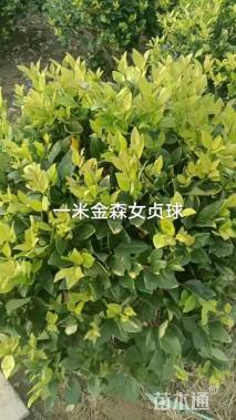 高度1厘米金森女贞